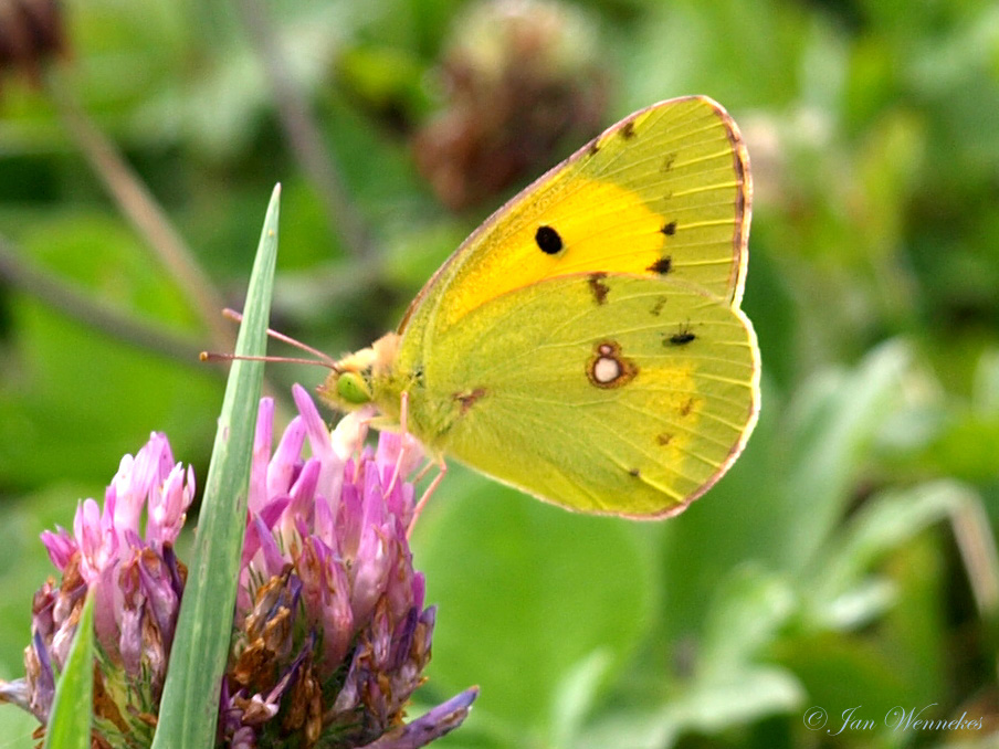 Oranje Lucernevlinder, Colias croceus.jpg